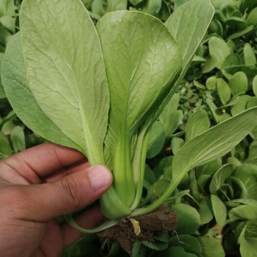 曹县上海青  精品油菜