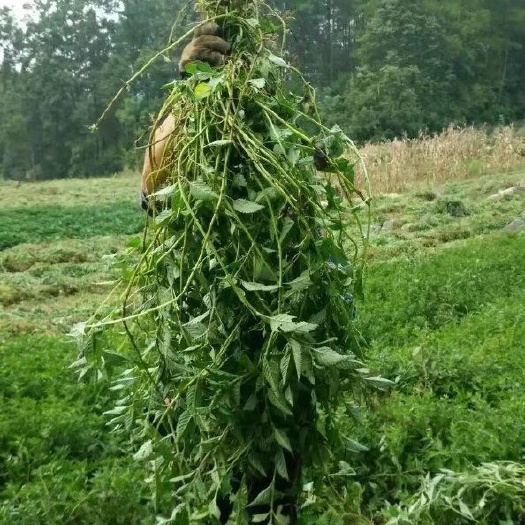 咸丰县仙草
