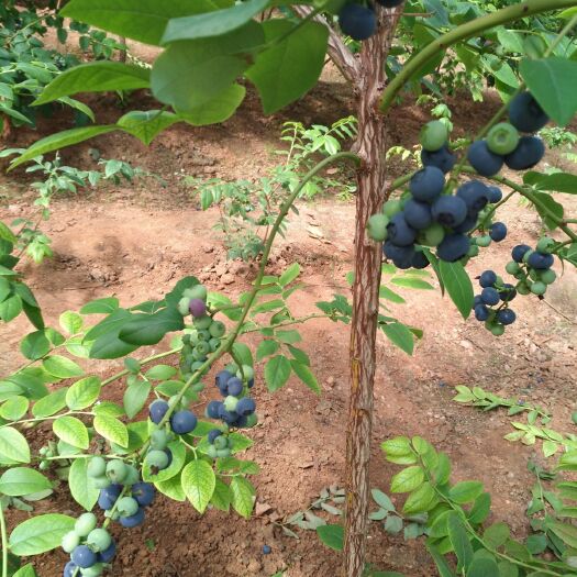 秦皇岛北陆蓝莓 5月20日开园