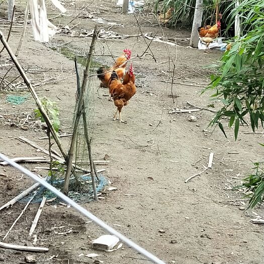 江山市 家养土鸡