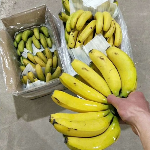 邯郸 精品云南现香蕉  果面干净  肥度可以。