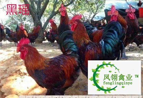 南宁 想要苗联系我，鸡苗鸭苗鹅年品种多，优质苗