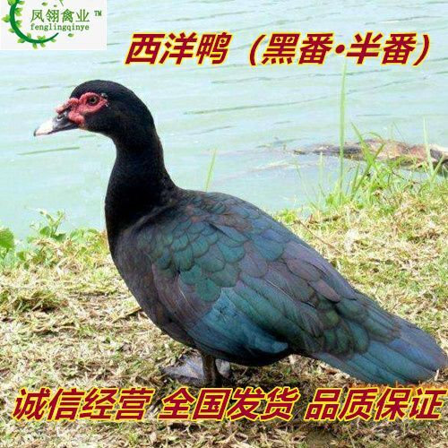 南宁 想要优质鸡苗，鸭苗，鹅苗找我，