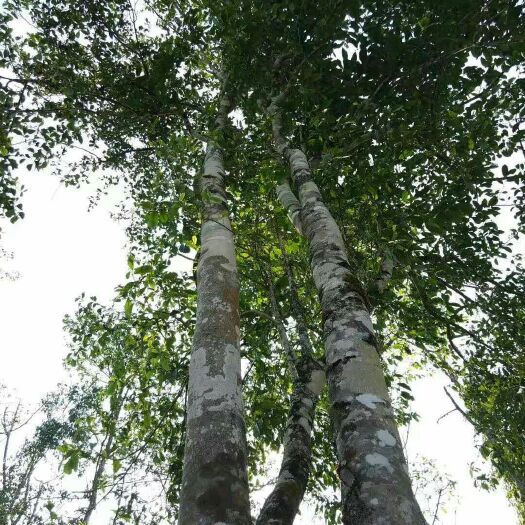 易武普洱茶 特级 散装
