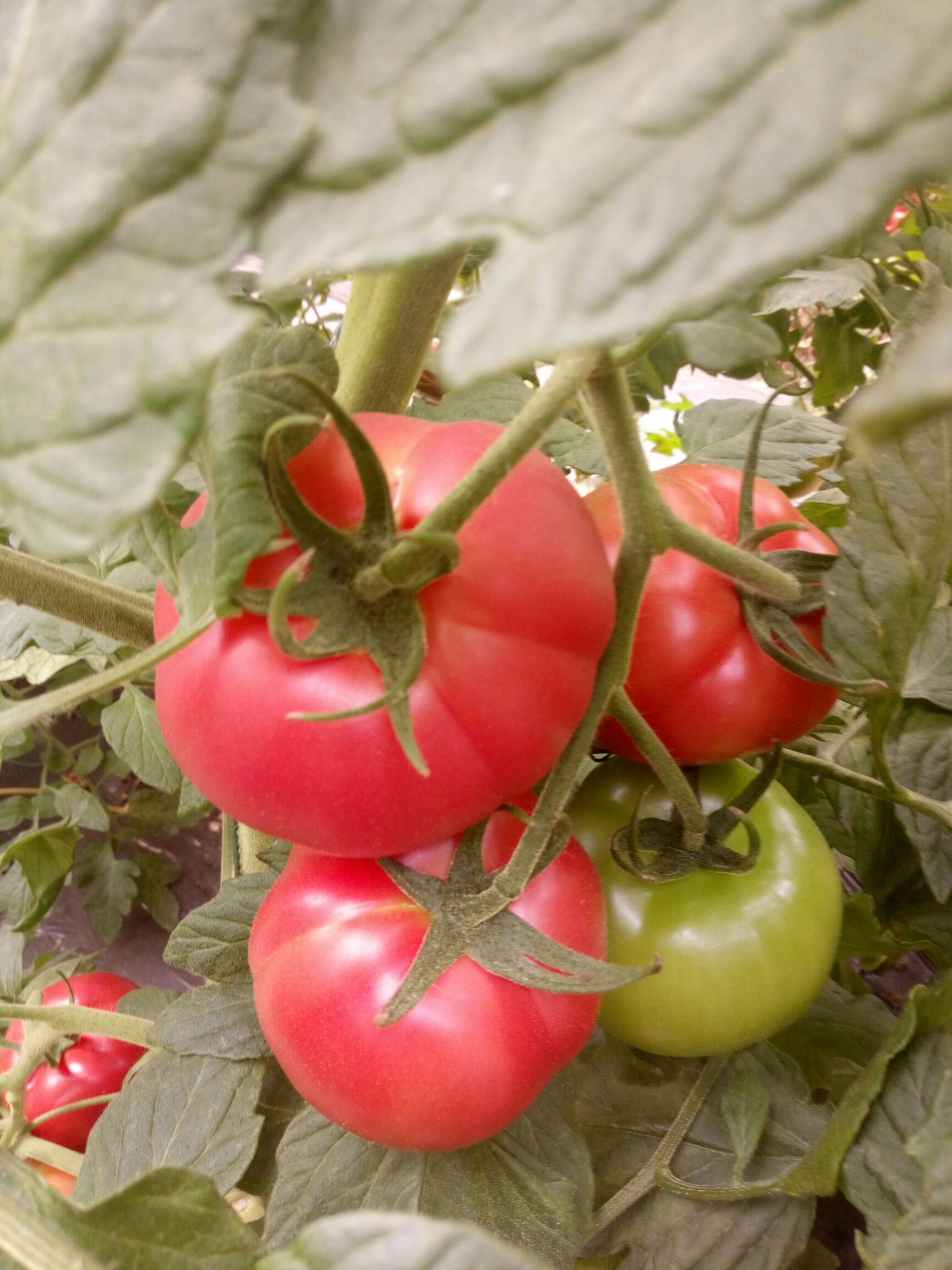 普罗旺斯番茄 普罗旺斯第一排第二排新果上市