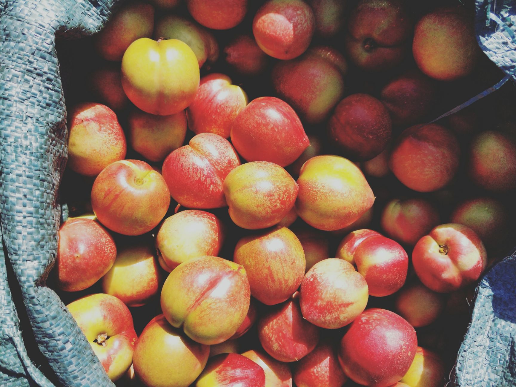 中油5号油桃 清脆香甜