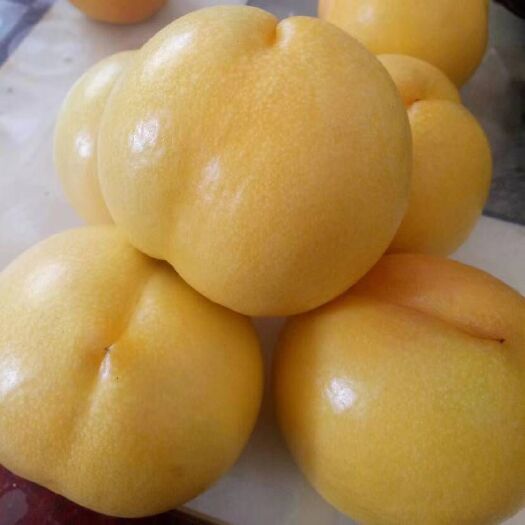 蒙阴县 量大品种齐全欢迎选购，毛桃油桃黄桃