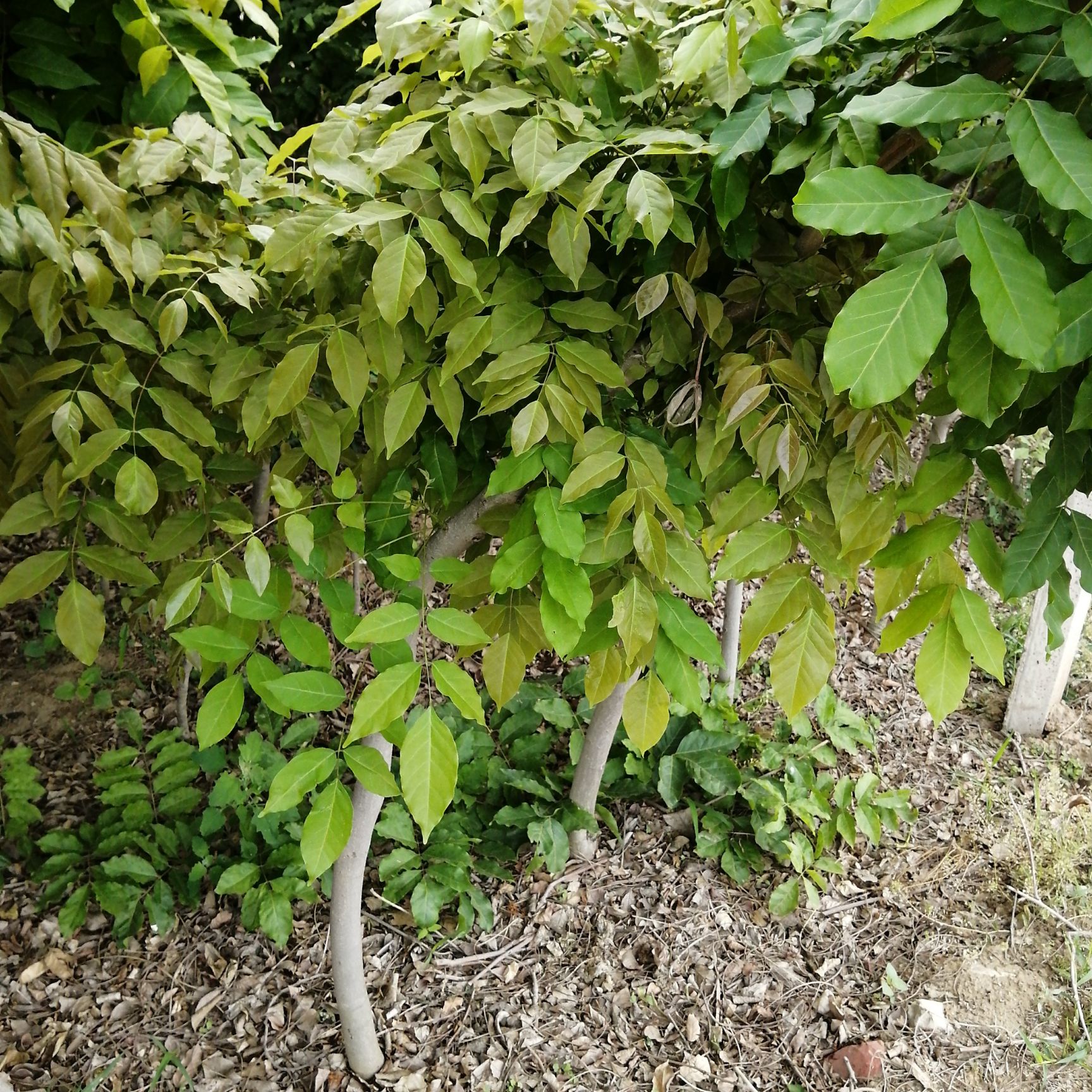 多花紫藤  紫藤花苗爬藤庭院植物盆栽地栽