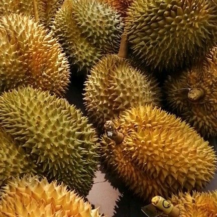 永城市金枕头榴莲 泰国金枕