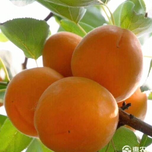 萧县金太阳杏 自家种植现摘现卖，量大从优。