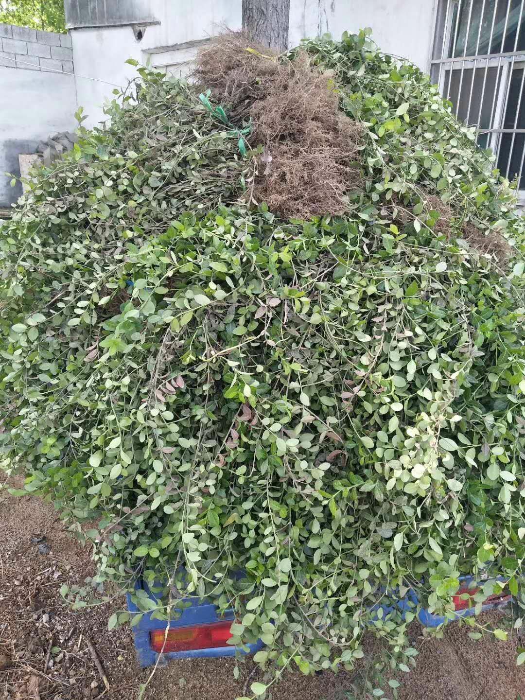  小叶扶芳藤，爬行卫矛，扶芳藤小苗