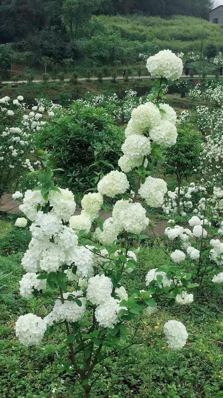 木本绣球  中华木绣球