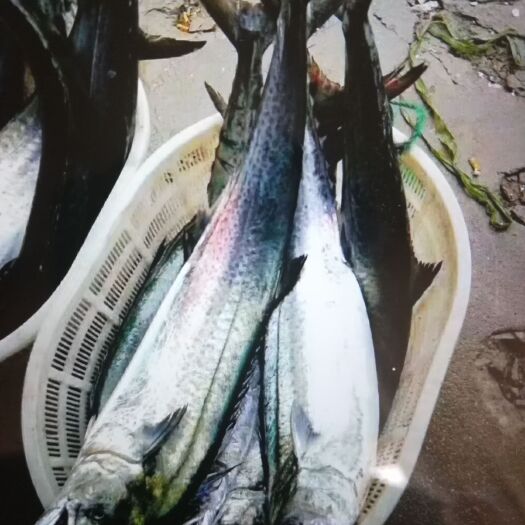 青岛 新鲜鲅鱼  面条鱼 梭子蟹