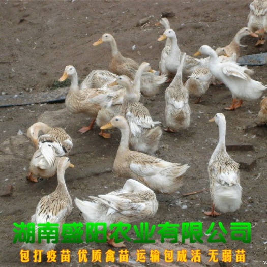 衡阳厂家直销江南蛋鸭出壳苗青壳蛋鸭苗蛋鸭苗麻羽蛋鸭苗土鸭苗