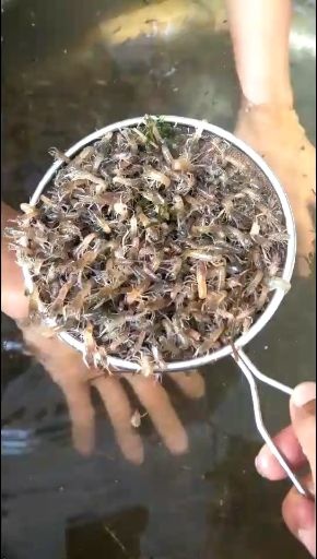 广州澳洲淡水龙虾苗。
