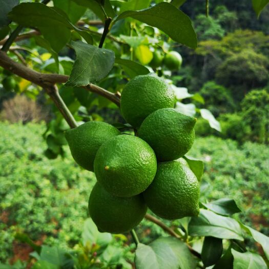 澜沧县果园 种植面积过大，出租一部分。柠檬树龄5年，感兴趣的欢迎咨询。