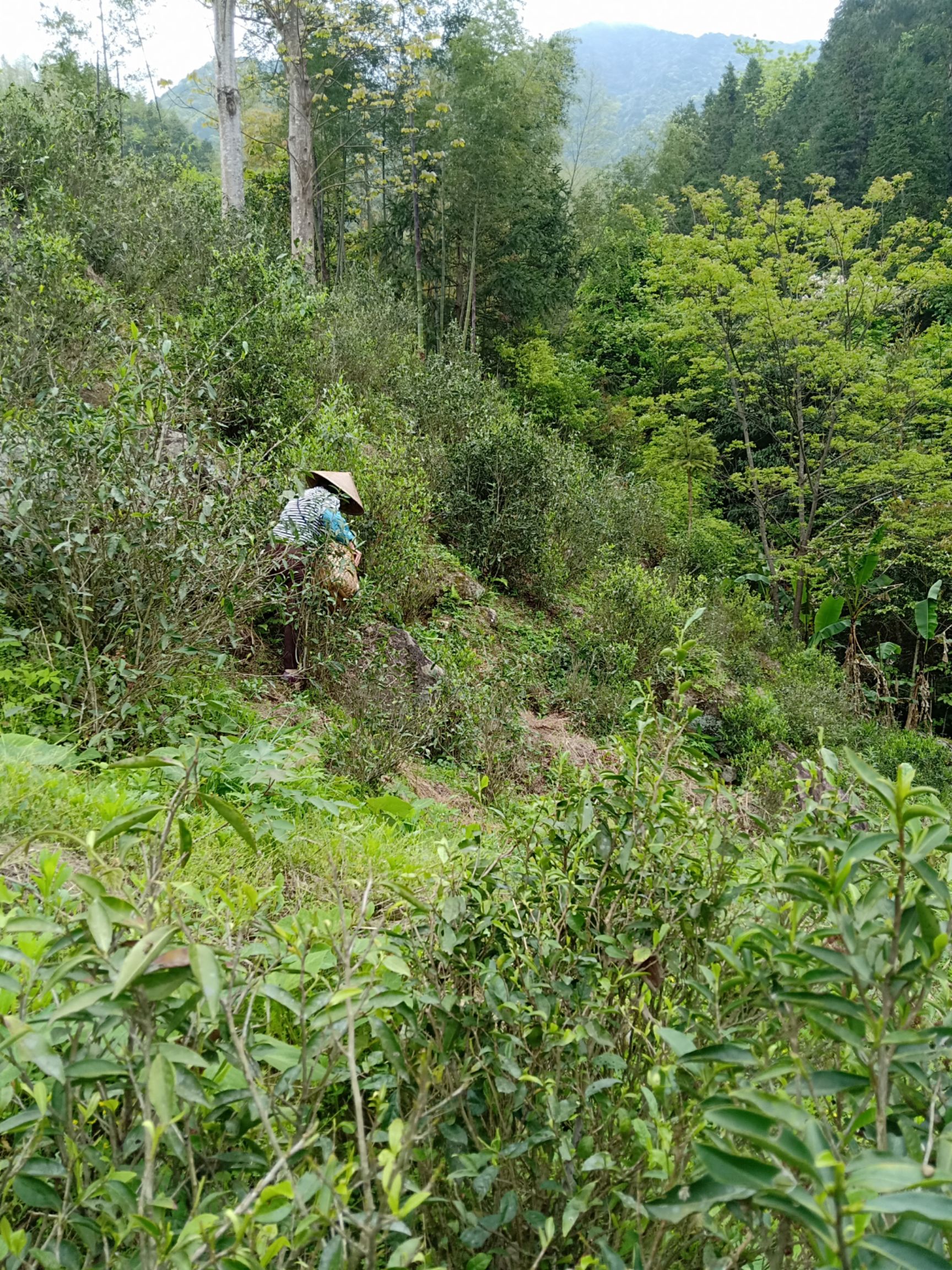  高山野生红茶，人工采摘，传统手工制作，色泽红润。150克袋装