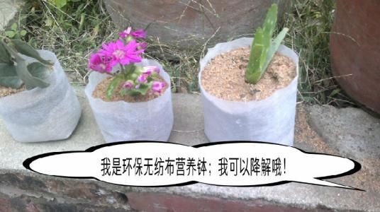 安庆育苗袋/育苗杯/容器袋 新型无纺布育苗袋  装士后口径10/高度12