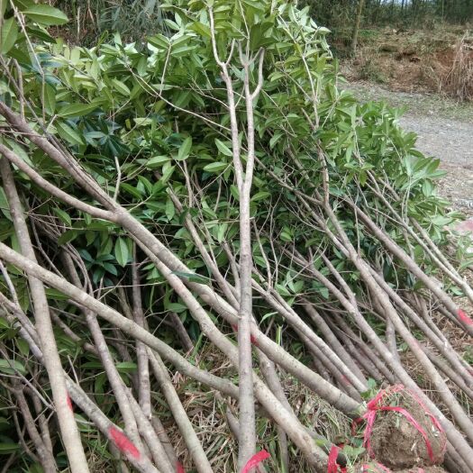 孝昌县 大量供应桂花树