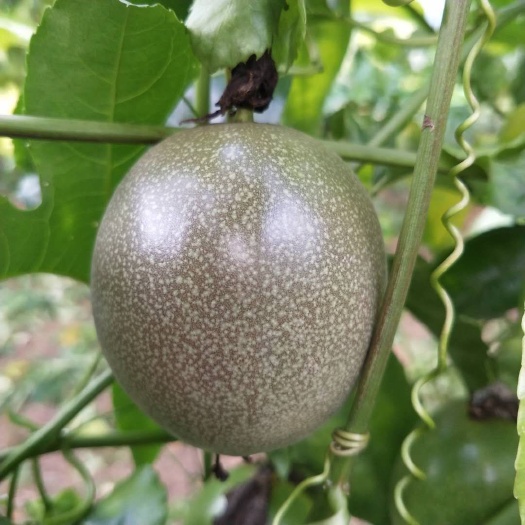 灵山县 紫香百香果