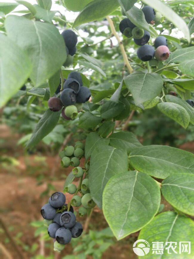 北陆蓝莓 5月20日开园