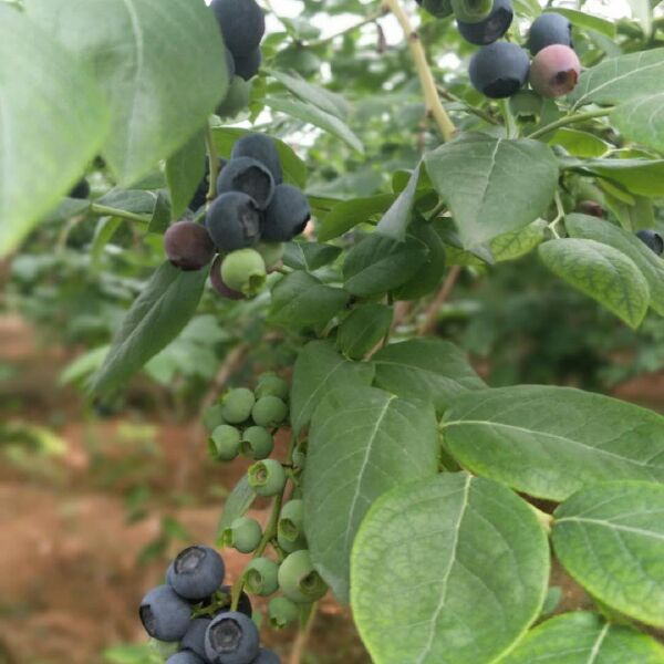 北陆蓝莓 5月20日开园