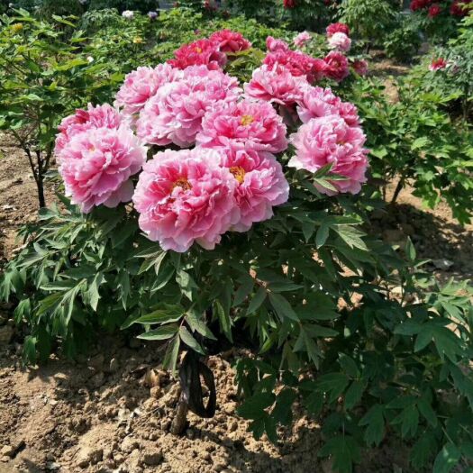 菏泽 牡丹苗