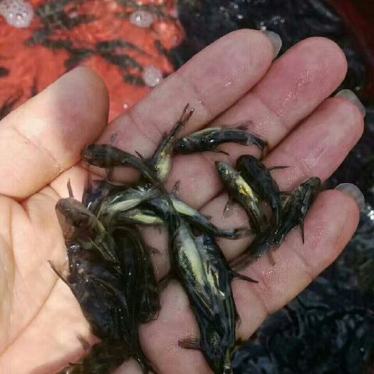 钦州黄骨鱼苗
