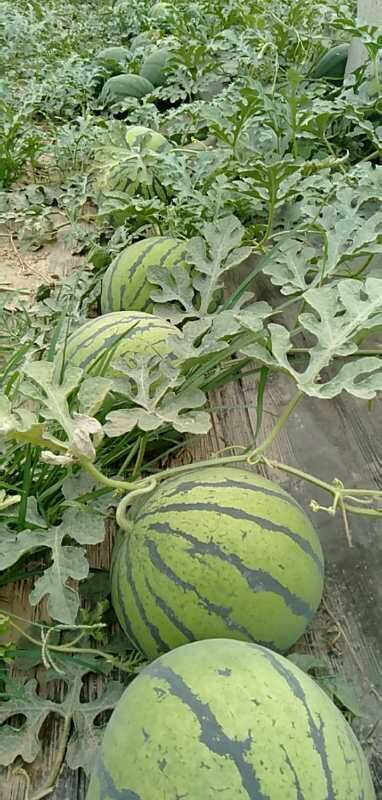 阜城县霸王80西瓜 8斤打底 9成熟 1茬 有籽