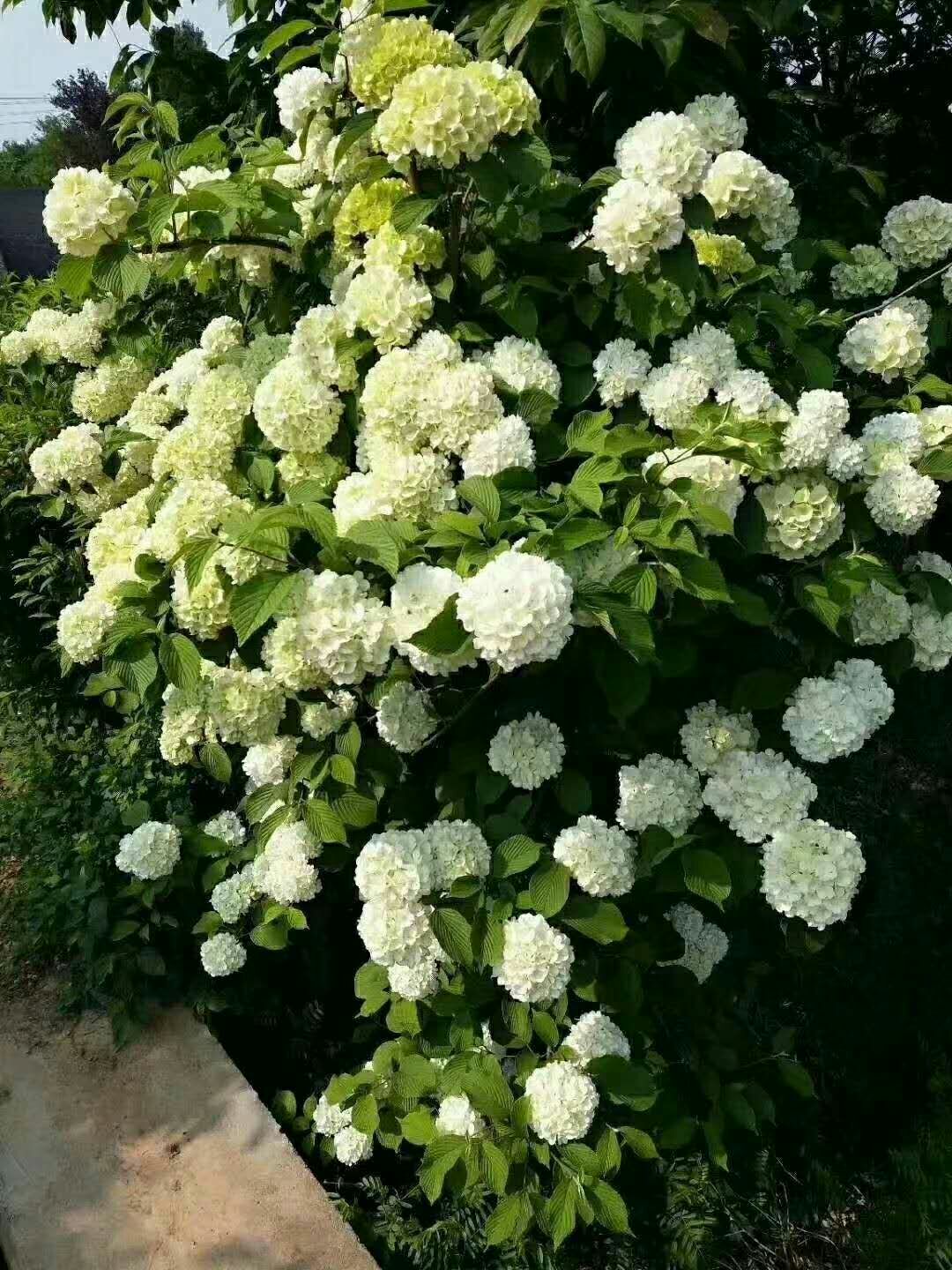 木本绣球  中华木绣球