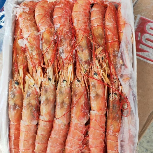 济南 阿根廷红虾到货