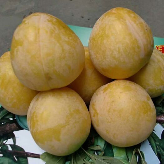 炎陵县 炎陵奈李李子，口感佳包装精美，送礼佳品，果园直发，诚信经营
