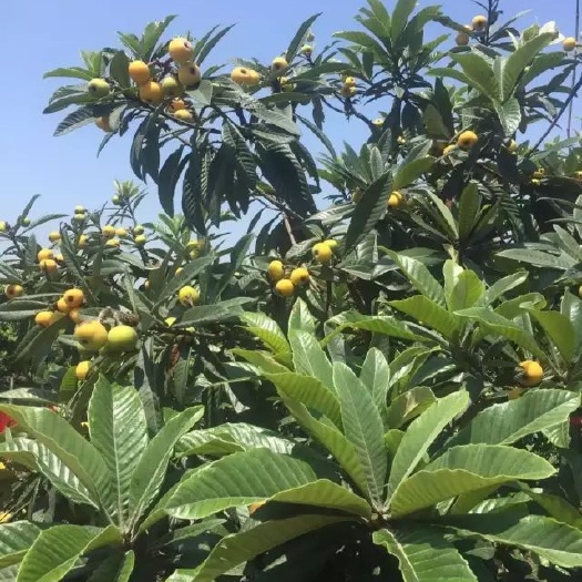 苏州大西山岛上的青种枇杷