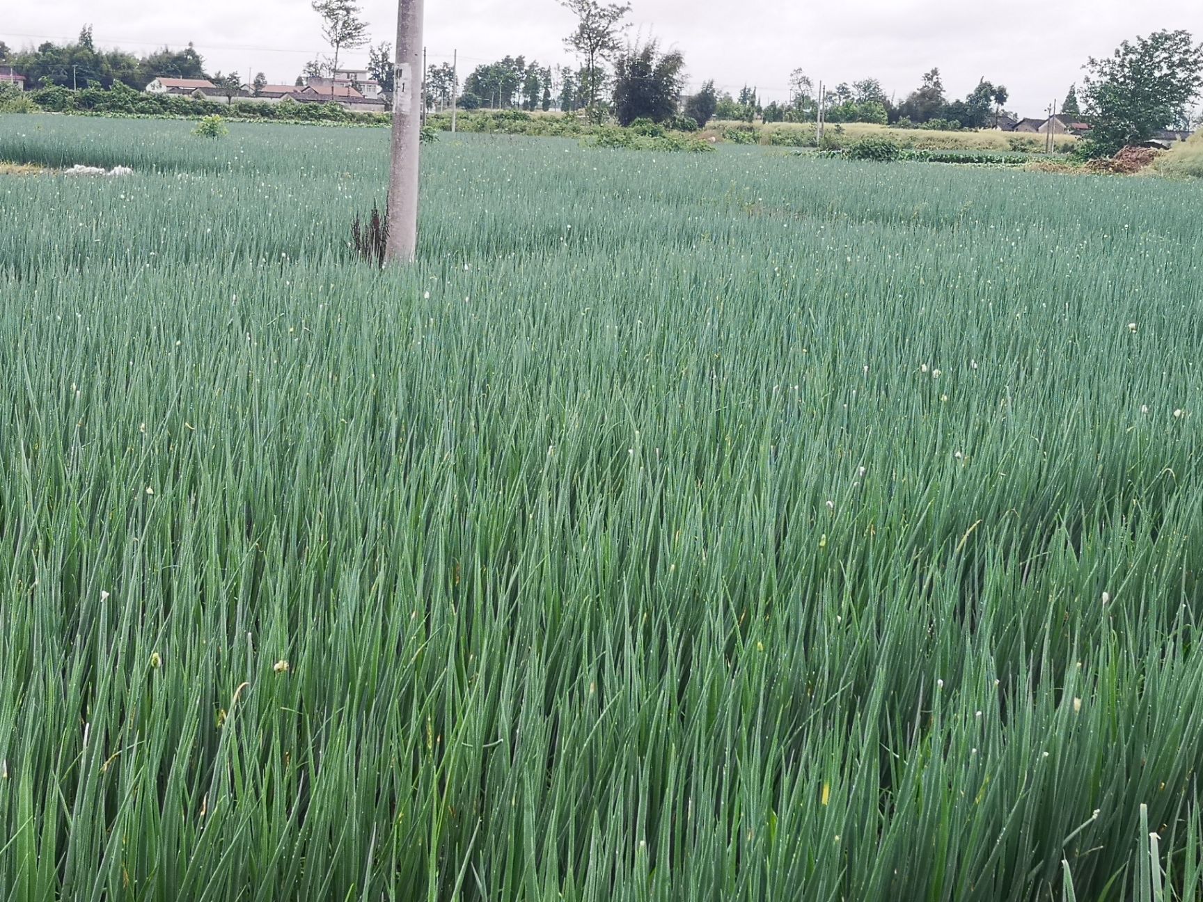 四川省德阳市绵竹市日本钢葱 优质钢葱准备上