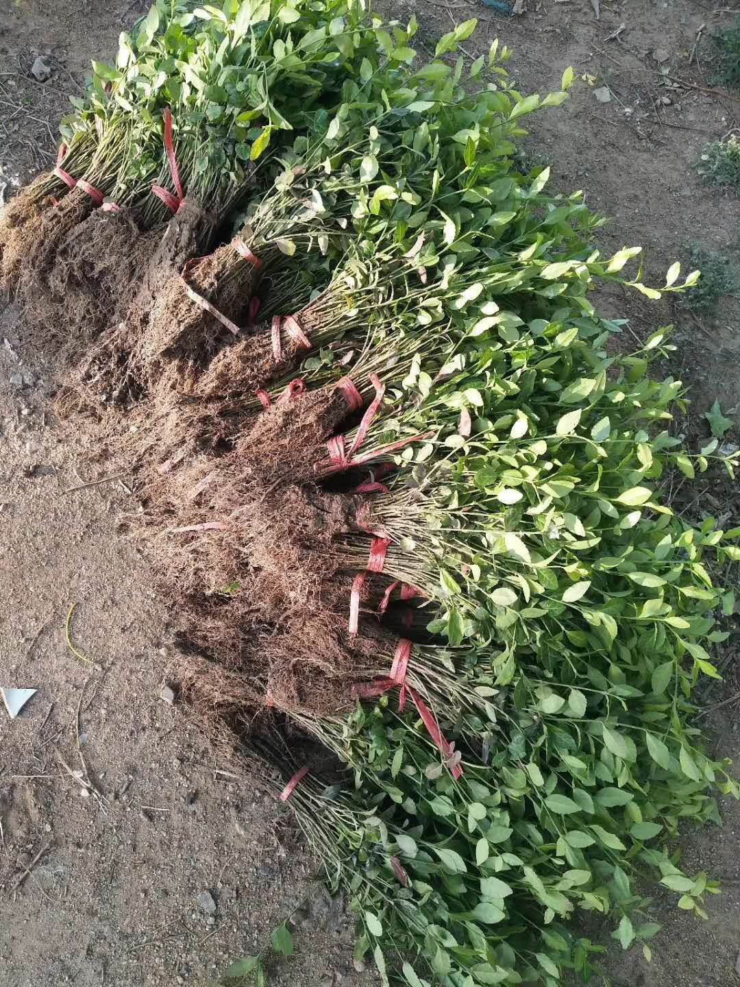  小叶扶芳藤，爬行卫矛，扶芳藤小苗