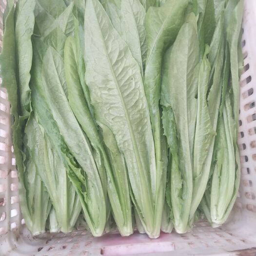 邯郸美冠油麦菜 货量大质量好