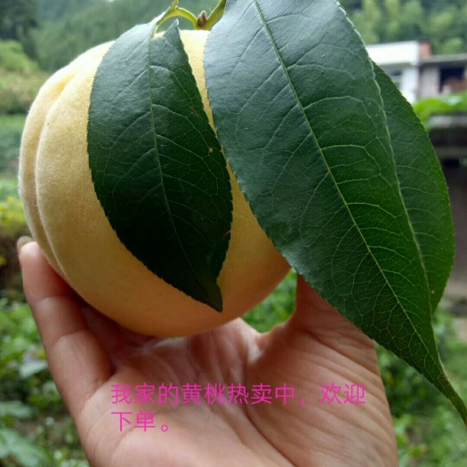 桂东县桂东高山黄桃 55mm以上 3 - 4两