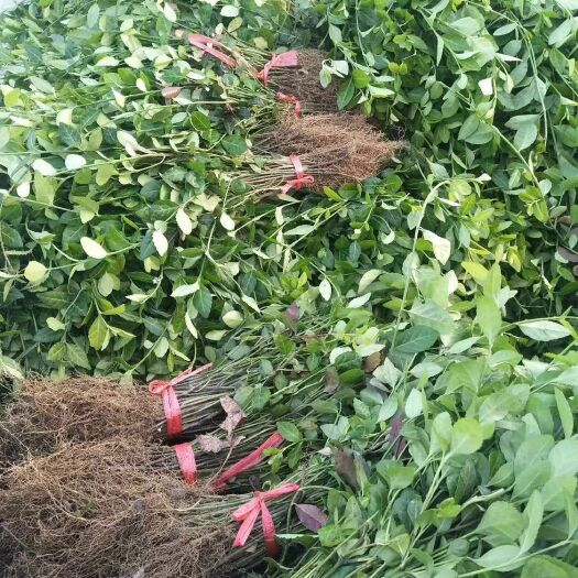 泰安 小叶扶芳藤，爬行卫矛，扶芳藤小苗
