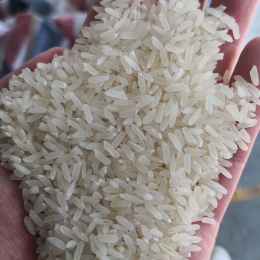 南宁油粘米 龙州本地香米