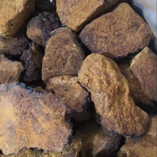 齐齐哈尔俄罗斯桦树茸 整块 散装