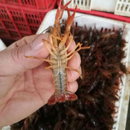 赤壁市 种虾虾苗