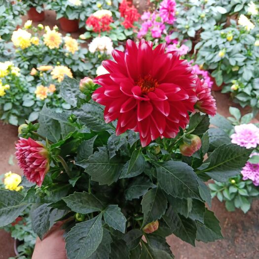 沭阳县 室内外盆栽植物 大丽花 带花苞发货