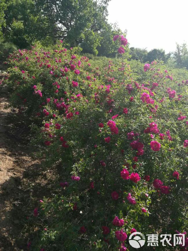 苦水玫瑰  兰州花茶