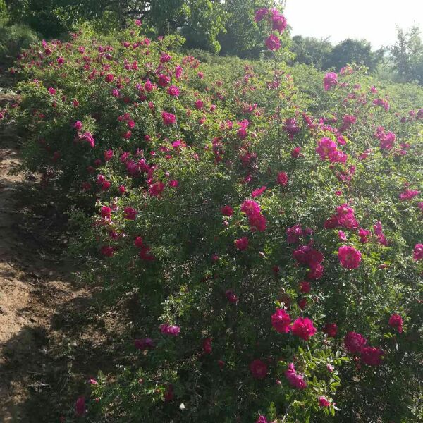 苦水玫瑰  兰州花茶