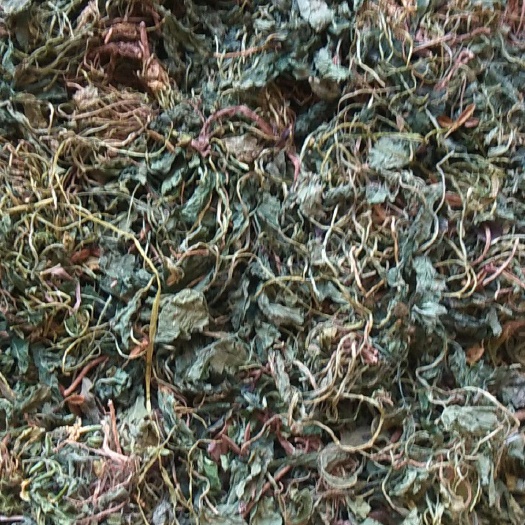 乾县 紫花地丁有需要的老板联系我