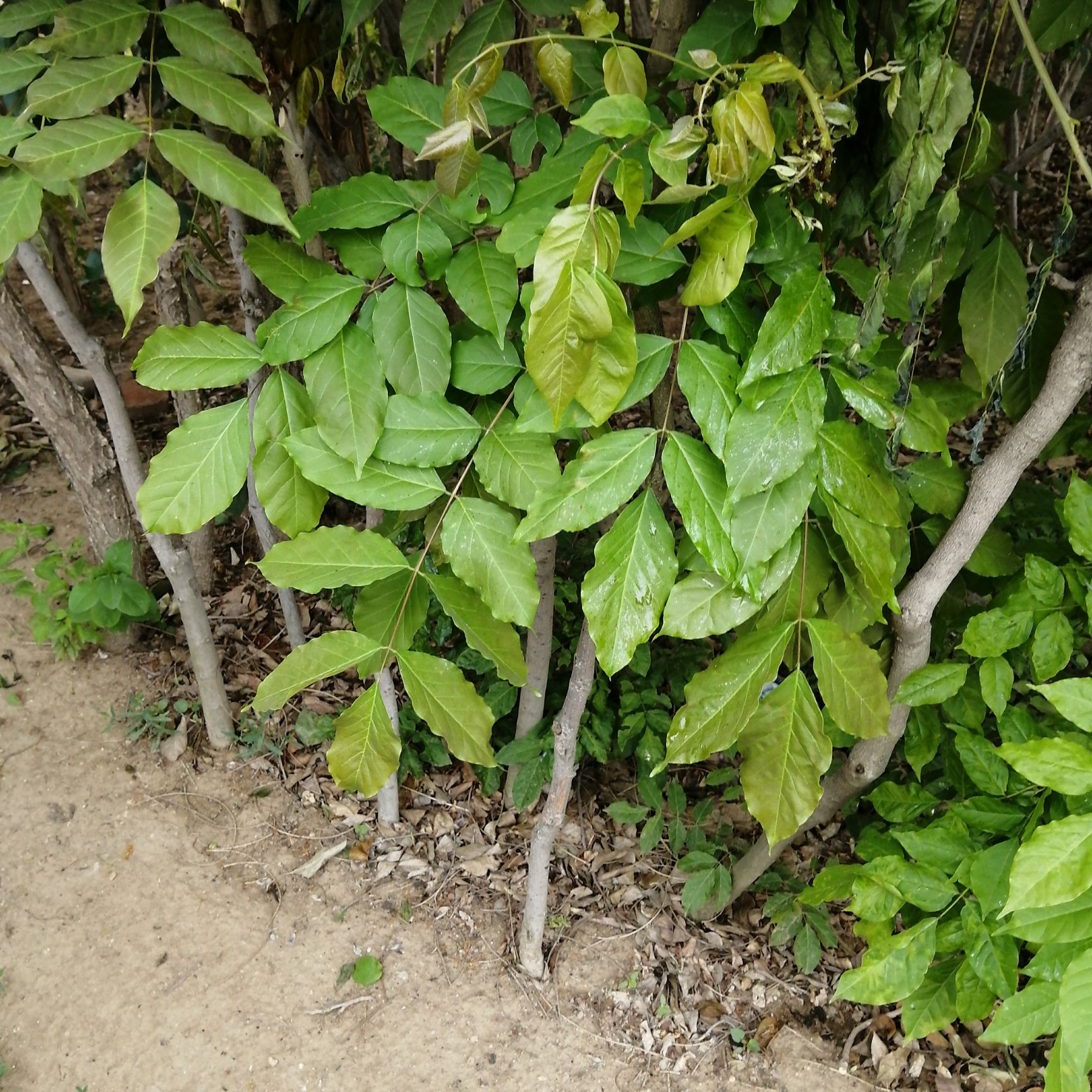 多花紫藤  紫藤花苗爬藤庭院植物盆栽地栽