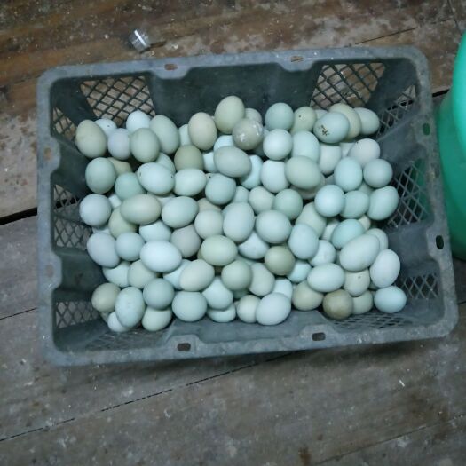 凤山县土鸡蛋 食用 箱装
