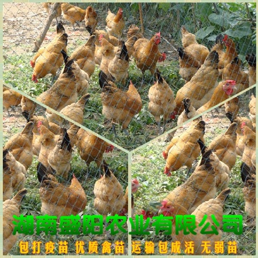 衡阳厂家直销黄羽青脚土鸡苗黄麻羽青脚土鸡苗蛋鸡苗虫子鸡苗放养鸡