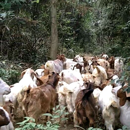 保靖县 放养山羊出售