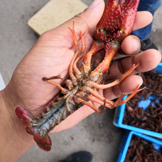 南京青红虾 物美价廉